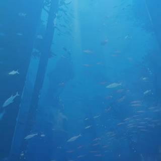 Underwater aesthetic wallpaper