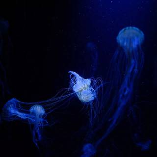 Underwater aesthetic wallpaper