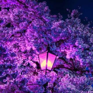 Purple Sakura wallpaper