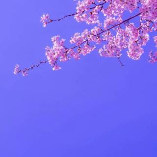 Purple Sakura wallpaper