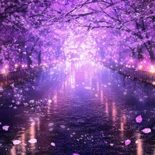 Purple Sakura wallpaper