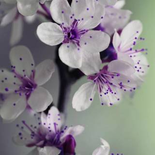 Purple Sakura wallpaper