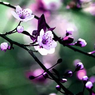 Purple Sakura wallpaper