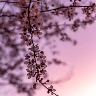 Purple Sakura wallpaper