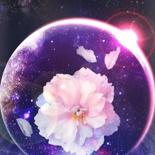 Purple Sakura wallpaper