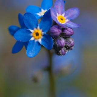 Forget-me-not flower wallpaper