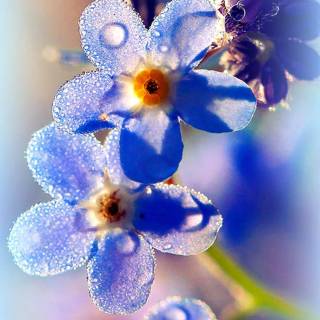 Forget-me-not flower wallpaper