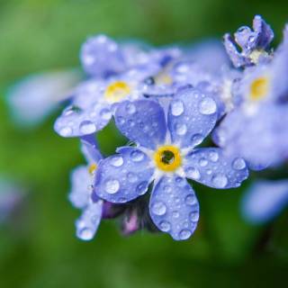 Forget-me-not flower wallpaper