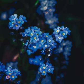 Forget-me-not flower wallpaper