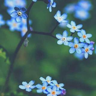 Forget-me-not flower wallpaper
