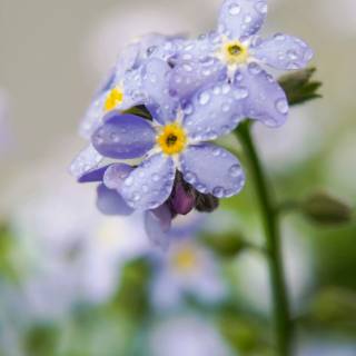 Forget-me-not flower wallpaper