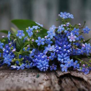 Forget-me-not flower wallpaper