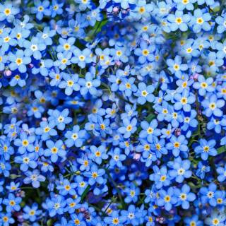 Forget-me-not flower wallpaper