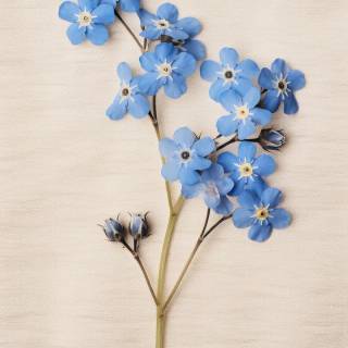 Forget-me-not flower wallpaper