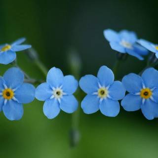 Forget-me-not flower wallpaper