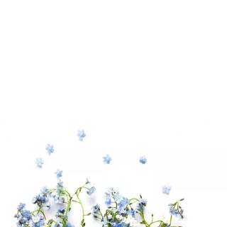 Forget-me-not flower wallpaper