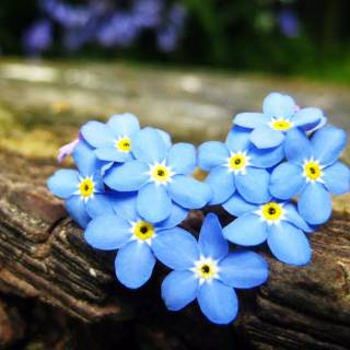 Forget-me-not flower wallpaper