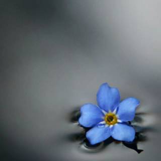 Forget-me-not flower wallpaper