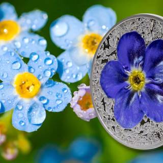 Forget-me-not flower wallpaper