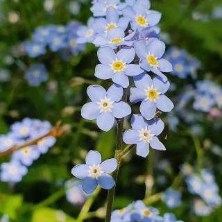 Forget-me-not flower wallpaper