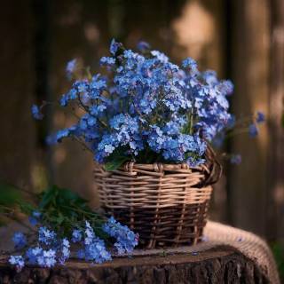Forget-me-not flower wallpaper