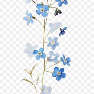 Forget-me-not flower wallpaper