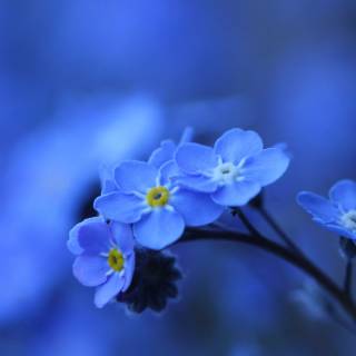 Forget-me-not flower wallpaper