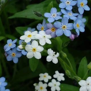 Forget-me-not flower wallpaper