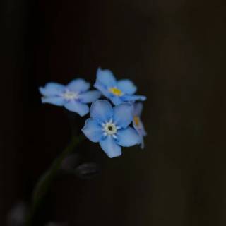Forget-me-not flower wallpaper