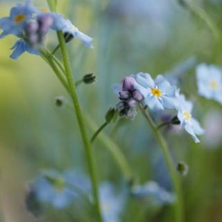 Forget-me-not flower wallpaper