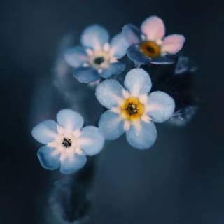 Forget-me-not flower wallpaper