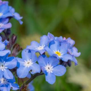 Forget-me-not flower wallpaper