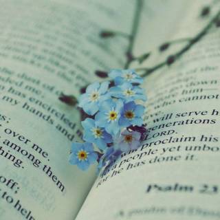 Forget-me-not flower wallpaper