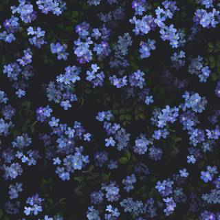 Forget-me-not flower wallpaper