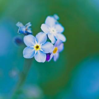 Forget-me-not flower wallpaper