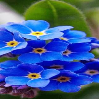 Forget-me-not flower wallpaper