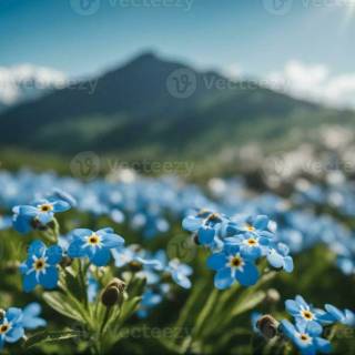 Forget-me-not flower wallpaper