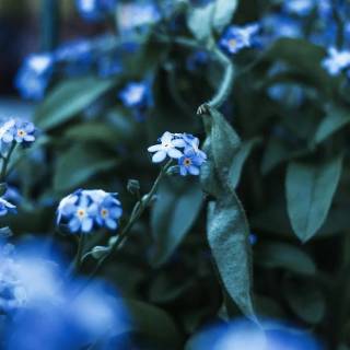 Forget-me-not flower wallpaper