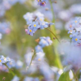 Forget-me-not flower wallpaper