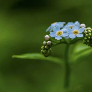 Forget-me-not flower wallpaper