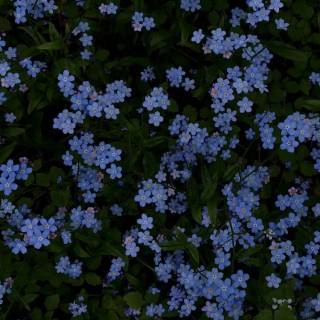 Forget-me-not flower wallpaper