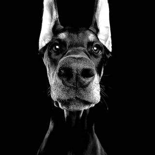 Barking dog wallpaper