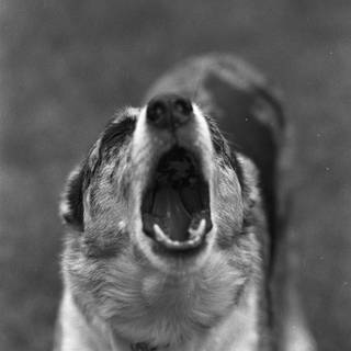 Barking dog wallpaper