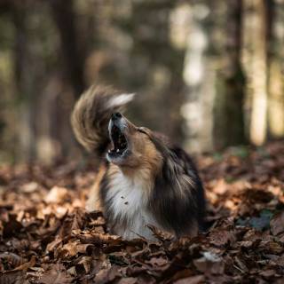 Barking dog wallpaper