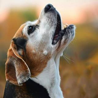 Barking dog wallpaper