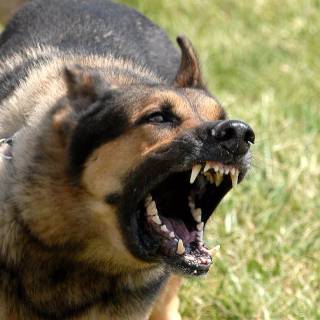 Barking dog wallpaper