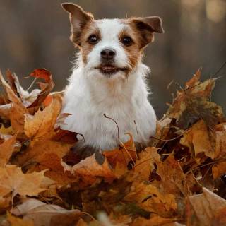 Barking dog wallpaper