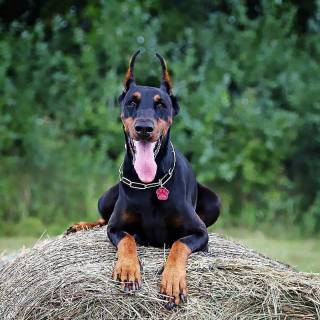 Cool Doberman wallpaper