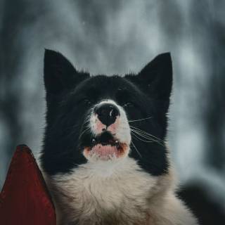 Barking dog wallpaper