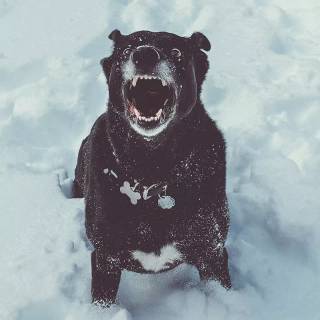 Barking dog wallpaper